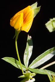 Image result for Zornia punctatissima