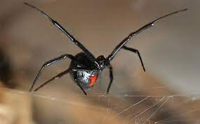 Where do black widows live? Blog Northern Vs Southern Which Widow Is Worse