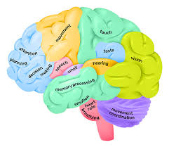 This mri brain cross sectional anatomy tool is absolutely free to use. Lobes Of The Brain Queensland Brain Institute University Of Queensland