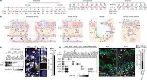 Multiple cells will form the tissues that are organized as a group of cells which helps in carrying out a function. A Molecular Cell Atlas Of The Human Lung From Single Cell Rna Sequencing Nature
