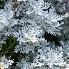 Image result for Senecio mariettae