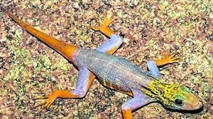 Genero de geckos de la familia de los geconidos que se encuentran en el africa subsahariana y la zona indomalaya de asia; Neue Arten Am Mekong Entdeckt Aus Aller Welt
