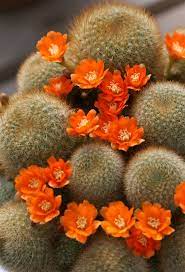 Maybe you would like to learn more about one of these? Rebutia Fiebrigii Var Densispina Cactus Flower Blooming Cactus Desert Flowers