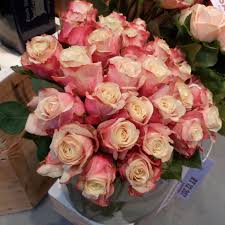 Guller Gul Rose Pink Yellow Sari Pembe Messe Essen Almanya Germany Guller Pembe