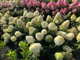 Image result for Gaertnera paniculata