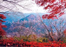 As the blossoms start to fall, the green. Winter Cherry Blossom Festival Jomine Park In Saitama