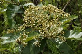 Image result for Hypericum scioanum