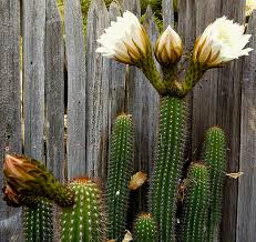 After a saguaro flower has been pollinated, it begins its transformation into a fruit. Questions Archives Cactus Jungle