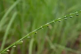 Image result for Phyllanthus maderaspatensis