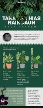 Namun, dari seluruh tanaman hias yang ada, tanaman kaktus tulang ikan inilah yang paling bagus. Banyak Diburu Harga Tanaman Hias Semakin Melambung