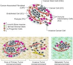 After heart disease, it is the second most common cause of death in the united states. Hallmarks Of Cancer The Next Generation Cell