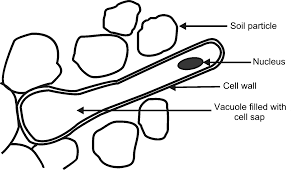The root hair is a plant cell that extends only at its tip. Memorandum Plant Organs Roots By Openstax Jobilize
