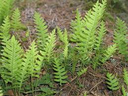 We did not find results for: Top 10 Des Fougeres Pour Le Jardin Fougere Jardins Plantes Sauvages