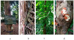 Image result for Lepidotrichilia volkensii