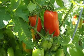 Image result for tomato San Marzano