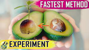 Avocado Seed Growing Fastest Hack With Results How To Grow Avocado Fr Grow Avocado Avocado Seed Growing Avocado Seed