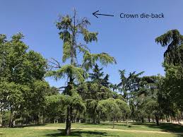 Here are a few tips on how to care for these plants and how to bring them back to life if they're looking under the while many herbs tend to be fairly sensitive to too much sunlight, perhaps your herb plant is looking languished due to the lack of sunlight. Tree Dying From The Top Down Meaning Treatment