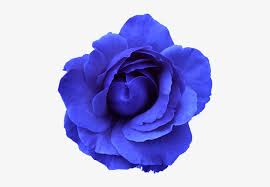 Blue rose wallpapers for your pc, android device, iphone or tablet pc. Blue Rose Clipart Different Flower Single Flower Transparent Background Png Image Transparent Png Free Download On Seekpng