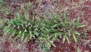 Image result for Cyphostemma paucidentatum