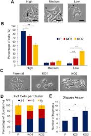 A detailed description of the animal cell and plant cell along with the differences are discussed towards the end of the chapter , the fundamental unit of life. Keratin 19 Maintains E Cadherin Localization At The Cell Surface And Stabilizes Cell Cell Adhesion Of Mcf7 Cells Biorxiv