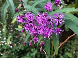 Image result for Vernonia amblyolepis