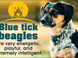 Check spelling or type a new query. Facts About The Blue Tick Beagle A Rather Rare Dog Breed Dogappy
