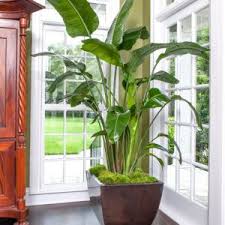 Bird Of Paradise Plant For Sale Uk Plants For Sale Shipped To Your Door Indoor Plants Tropical Plants House Plants Indoor Birds Of Paradise Plant Plants