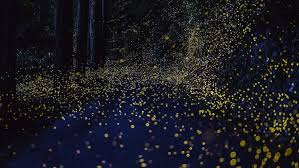 As same like the name, firefly park resort. Experience The Blue River Phenomenon Watch Fireflies Other Activities In Kuala Selangor