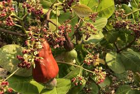 Image result for Anacardium