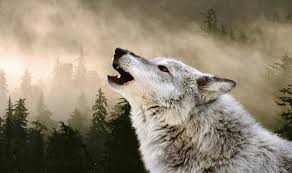Howlin' wolf — smokestack lightnin' 03:03. Could The Eerie Howls Of Wolves Be The Key To How Human Sounds Developed Nature News Express Co Uk