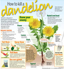 The beast of white orchard is the third main quest of the witcher 3: How To Kill Weeds And Dandelions In Your Lawn Blog Nature S Seed