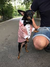 Check Out This Dapper Pup Who S Wedding Ready Rose Gold Sequined Dog Tuxedo Dog Wedding Attire Dogs In Weddin Dog Tuxedo Dog Wedding Dog Wedding Attire