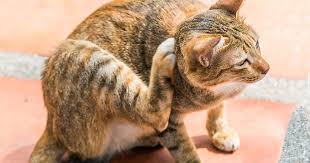 Sebab bulu kucing akan semakin tebal pada musim dingin daripada musim panas. Punca Punca Bulu Kucing Anda Gugur Iluminasi
