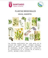El libro fue escrito en 2004 por el autor luis mateo díez. Manual De Plantas Medicinales Del Huerto Pdf Gratis Libros De Agronomia Gratis