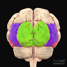 Image result for Brain Gyri
