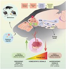 Image result for Drug-Induced Olfactory Dysfunction