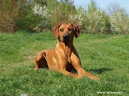 Generalbeschreibung des rhodesian ridgebacks der rhodesian ridgeback oder afrikanische löwenhund ist eine hunderasse, die aus afrika stammt und nach ihrem distinktiven ridge, einem haarkamm, auf dem rücken benannt ist. Rasseportrait Rhodesian Ridgeback Charakter Haltung Deinetierwelt