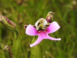 Image result for Cynorkis symoensii