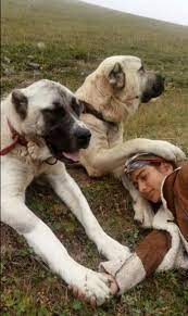 Turkish Shepherd Girl Hamdu Sena Bilgins Amazing Photo With 2 Kangal Dogs Kangal Dog Girl And Dog Huge Dogs