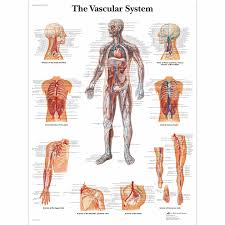 The Vascular System Chart Anatomy Human Anatomy Human Spine
