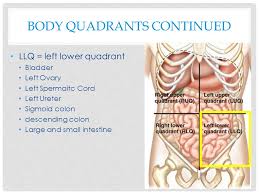 Its main job is to maintain the body's temperature. Allied Health I Understanding The Human Body Unit Essential Question Why Are The Characteristics Of Life An Important Part Of The Human Body How Is Ppt Download