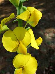 Image result for Crotalaria schliebenii