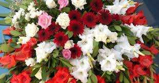 Pin By Azmi Bircan Bircan Cicekcilik On Flori Plants