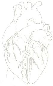 Trendy Tattoo Heart Anatomical Anatomy Art Illustrations 50 Ideas Anatomical Heart Art Heart Drawing Human Heart Tattoo