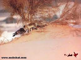 تزاوج عادات الثعالب علم 202. ØªØ²Ø§ÙˆØ¬ Ø§Ù„Ø«Ø¹Ù„Ø¨ Ù…Ø¹ Ø§Ù„Ø·ÙŠÙˆØ± ØªØ²Ø§ÙˆØ¬ Ø§Ù„Ø«Ø¹Ù„Ø¨ Ù…Ø¹ Ø§Ù„Ø·ÙŠÙˆØ± Ø§Ø´ØªØ±ÙƒÙˆØ§ Ù…Ø¹Ù†Ø§ Ù„ÙŠØµÙ„ÙƒÙ… ÙƒÙ„ Ø¬Ø¯ÙŠØ¯ ÙˆÙØ±ÙŠØ¯ Ø§Ù„ØªÙ‡Ø¬ÙŠÙ† Ù‡Ùˆ Ù†ÙˆØ¹ ØªØ²Ø§ÙˆØ¬ Ø¨ÙŠÙ† Ù†ÙˆØ¹ÙŠÙ† Ù…Ø®ØªÙ„ÙÙŠÙ† Ù„ÙƒÙ†Ù‡Ù…Ø§ Ù‚Ø±ÙŠØ¨ÙŠÙ† ÙŠÙ†ØªØ¬ Ù…Ù† Ù‡Ø°Ø§ Ø§Ù„ØªØ²Ø§ÙˆØ¬ Ù‡Ø¬ÙŠÙ† Knickotterlimit