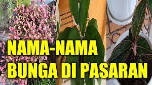 Warna berbeda dari satu jenis bunga saja maknanya berbeda juga. Nama Nama Bunga Di Pasaran Youtube
