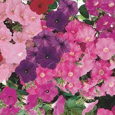 Petunia Full Sun But Can Tolerate Partial Shade In High Heat Areas They Like Cool Weather Water Onl Petunias Cottage Garden Plants California Native Plants