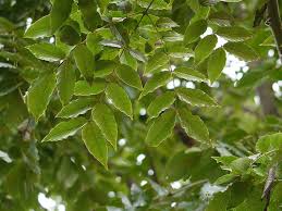 Image result for Teramnus micans