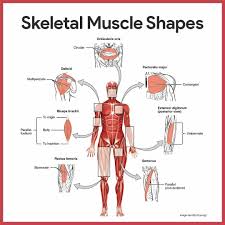 Muscle Labeling Worksheet Pdf Muscular System Anatomy And Physiology Nurseslabs In 2020 Muscular System Muscular System Anatomy Skeletal Muscle