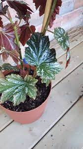 Pin On Begonia Plants